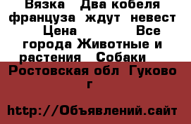  Вязка ! Два кобеля француза ,ждут  невест.. › Цена ­ 11 000 - Все города Животные и растения » Собаки   . Ростовская обл.,Гуково г.